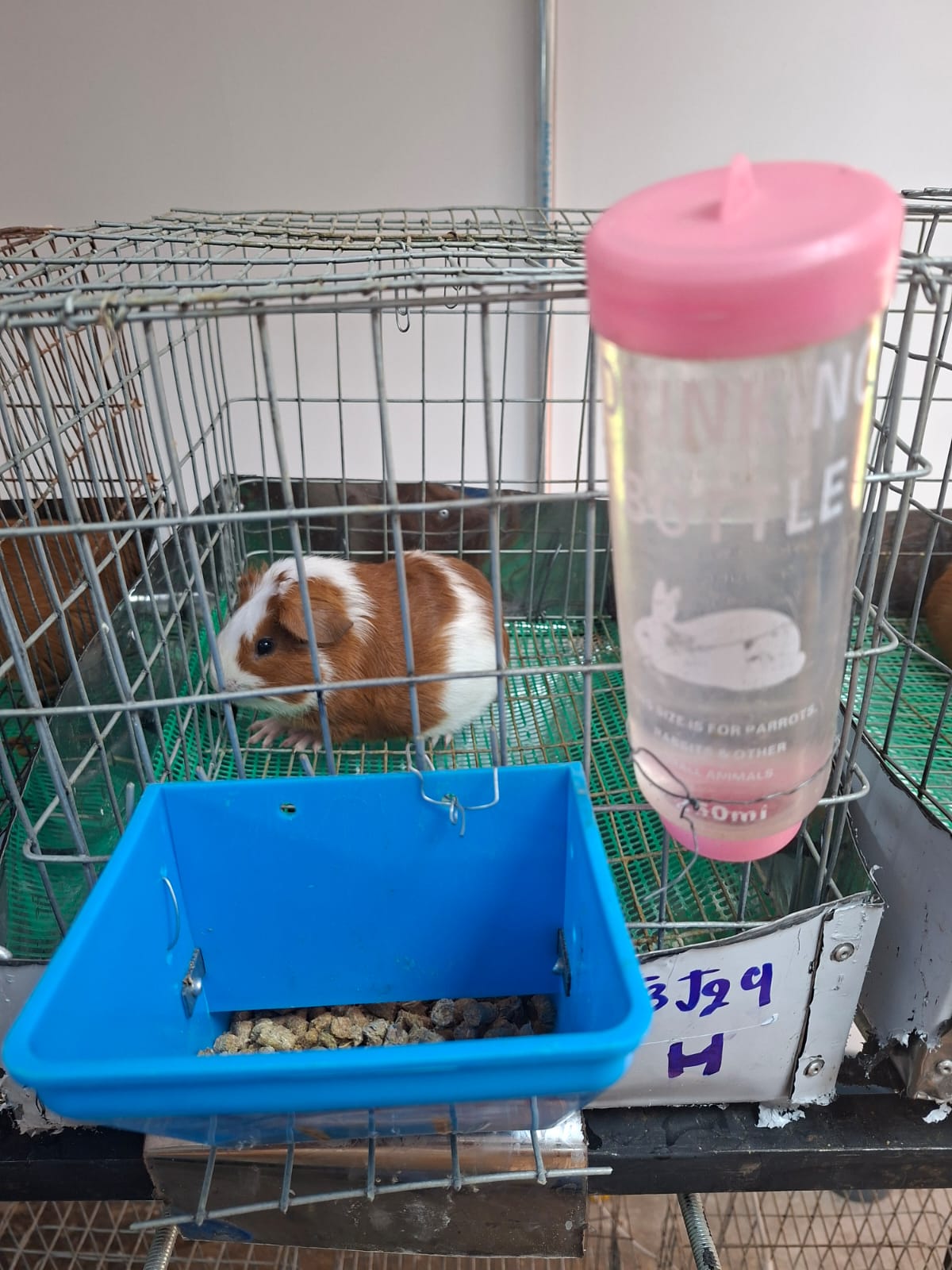 Cuy blanco y marrón en jaula experimental junto a comedero con alimento peletizado.