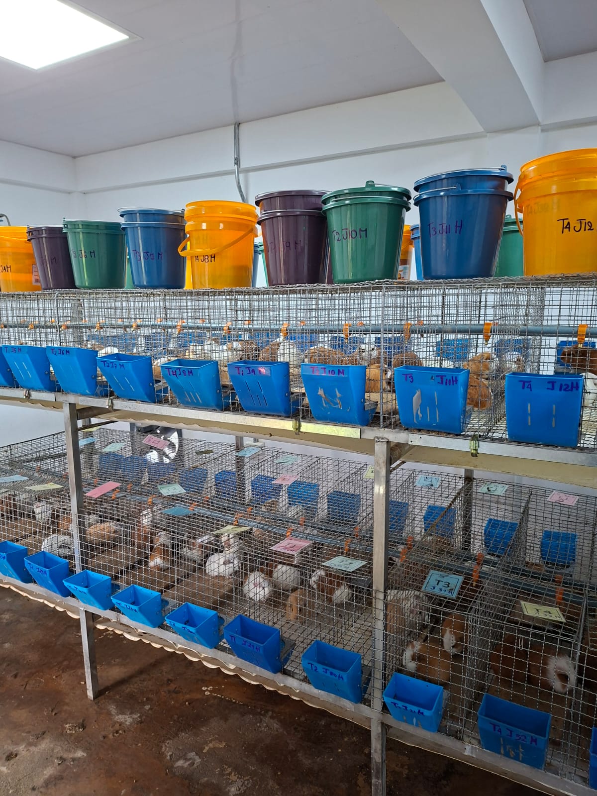 Sistema de jaulas metálicas distribuidas en estanterías que alojan cuyes para investigación, equipadas con comederos azules frontales y baldes de almacenamiento de colores en el nivel superior.