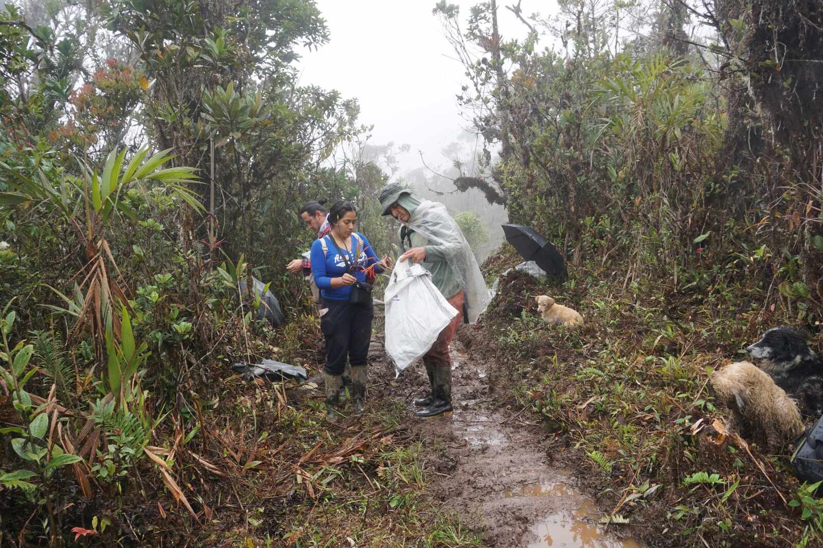 InvestigaciónHerbario 3