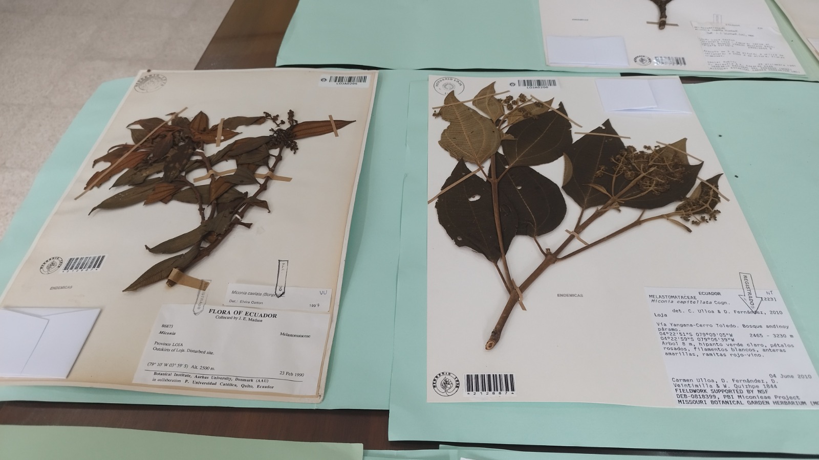 SubvenciónHerbario 5