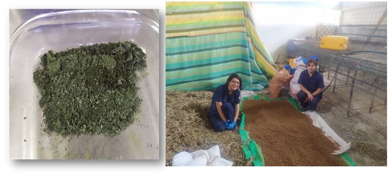 Biomasa seca de microalgas, Alimento balanceado suplementado con microalgas.