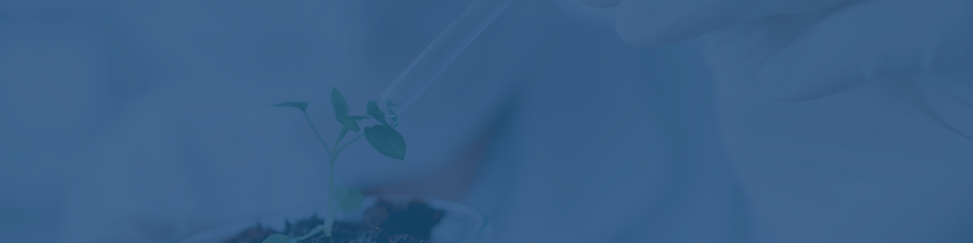 Maestría en Biotecnología Vegetal