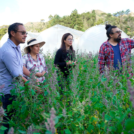 Estrategias de manejo agronómico para mejorar el rendimiento del cultivo de quinua (Chenopodium quinoa Willd.) en la ciudad de Loja.