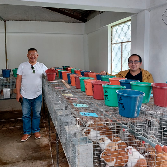 Estrategias nutricionales inmuno-estimuladoras en el post-destete de cuyes