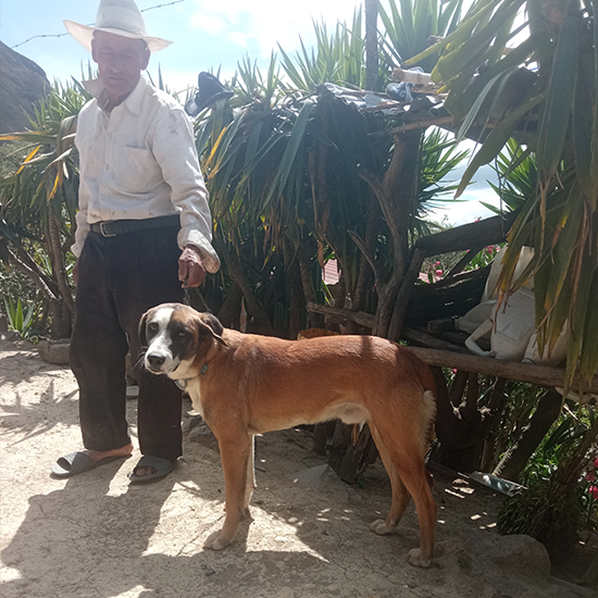 El perro “Ganacho” un recurso genético del bosque seco del Sur del Ecuador, como parte del manejo extensivo de la cabra “Chusca lojana”.