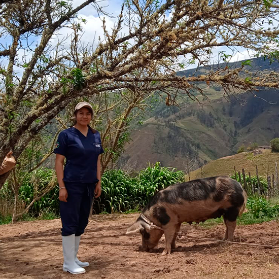 Prevalencia, factores de riesgo y resistencia antimicrobiana en Salmonella spp. aislada en granjas porcinas del sur del Ecuador