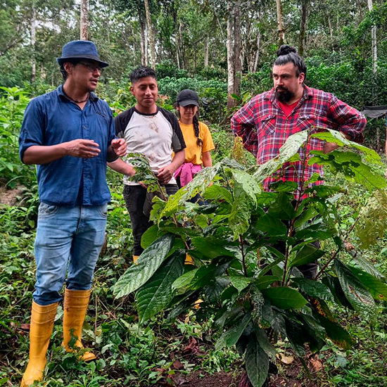 Evaluación del crecimiento inicial de clones promisorios de cacao para la Amazonia ecuatoriana bajo diferentes fuentes de nutrición nitrogenada.