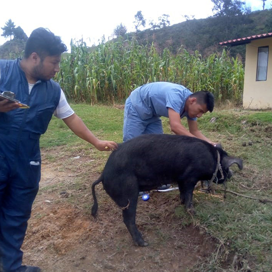 Establecimiento de núcleos genéticos y banco de germoplasma con cuatro biotipos de cerdos criollos en la Quinta Experimental Punzara.