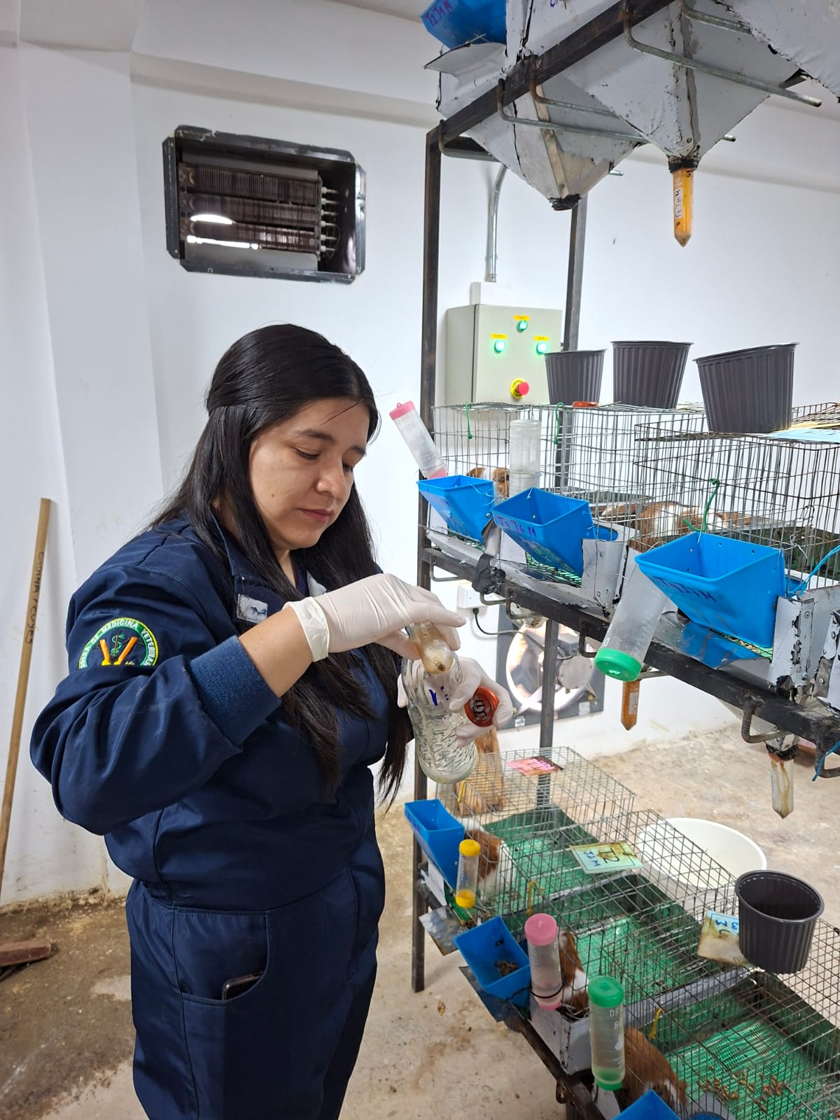 Investigadora con uniforme azul y guantes de látex manipulando un bebedero frente al sistema de jaulas del proyecto de optimización dietética para cuyes