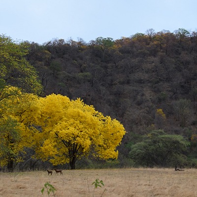 Maestría en Biodiversidad y Cambio Climático