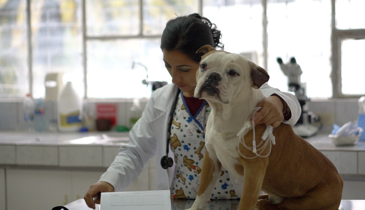 Hospital Veterinario, un espacio para la salud animal 