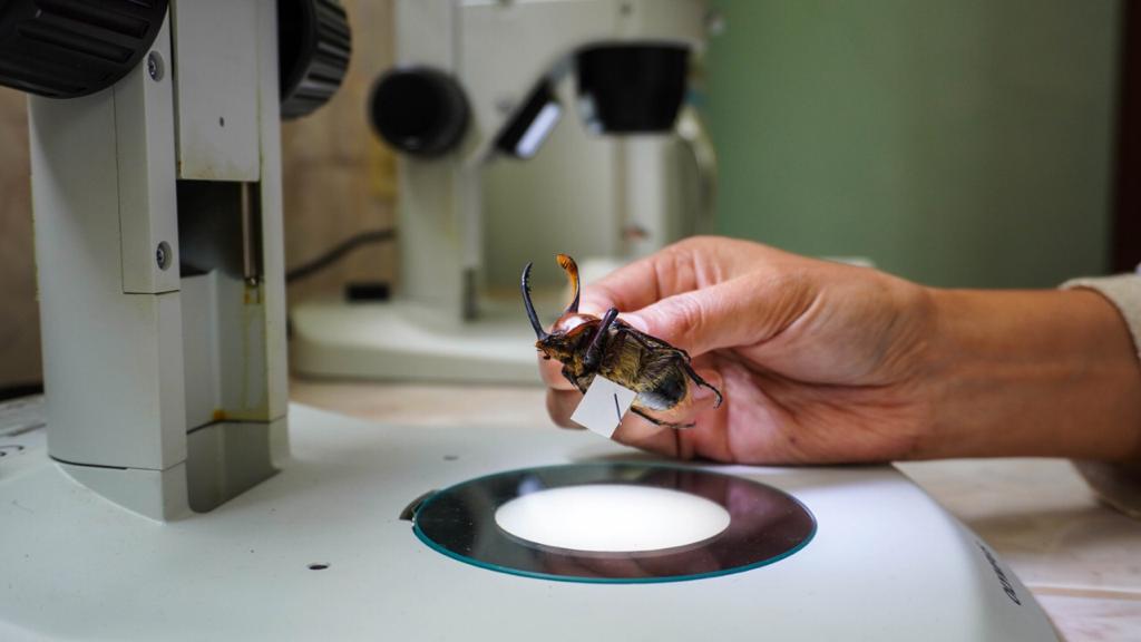 UNL lidera proyecto de investigación de escarabajos en el Ecuador, financiado por NatGeo