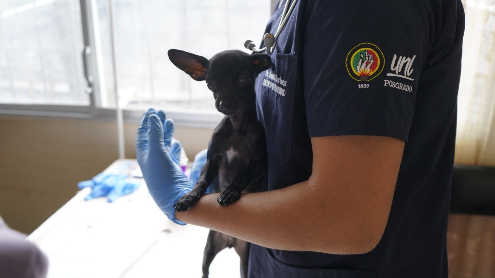 JornadasPerrosYGatos 1