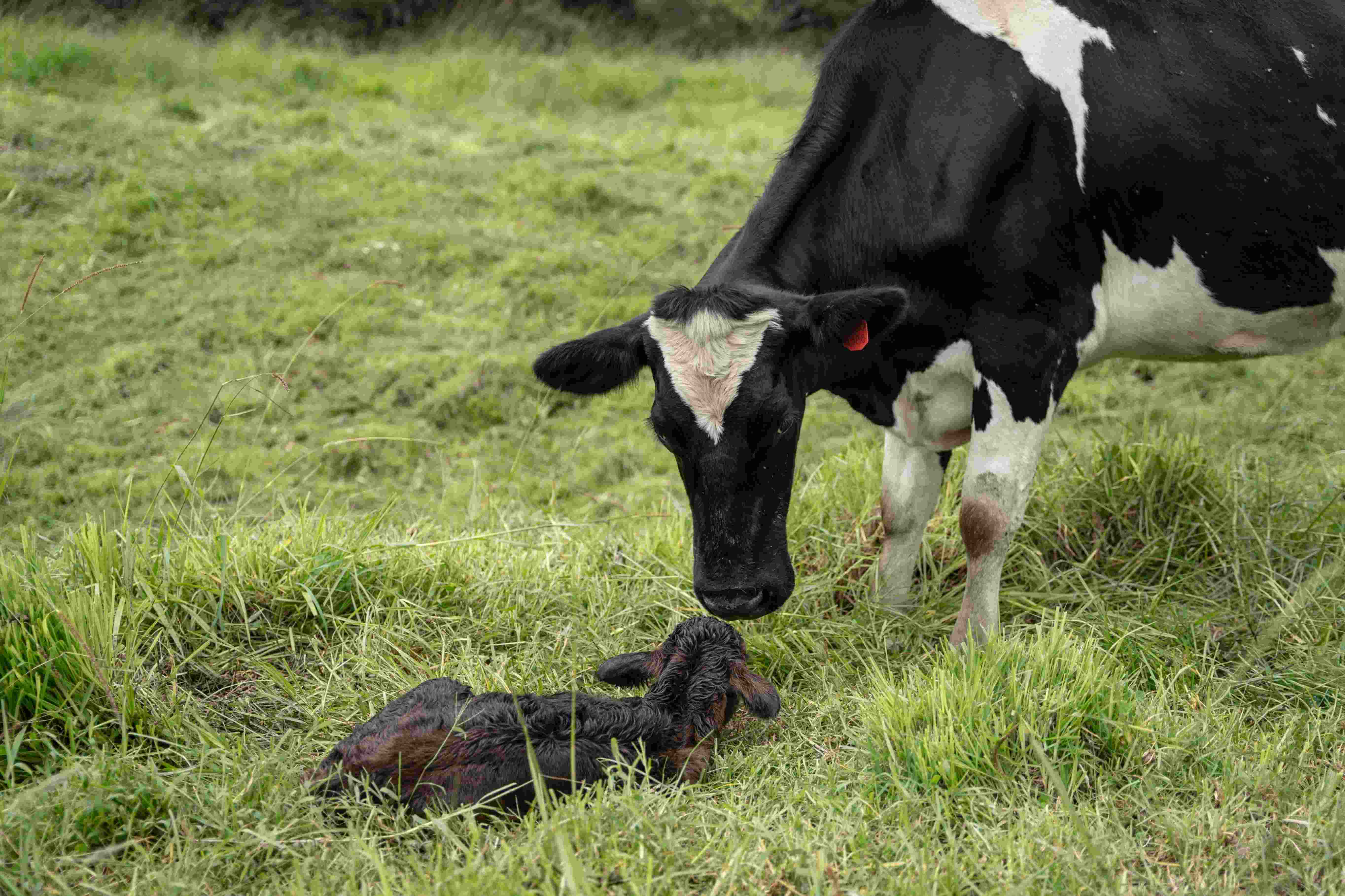 Ganadería de alto rendimiento 