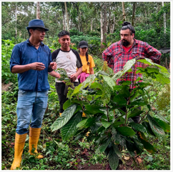 Clones promisorios de cacao para la Amazonia
