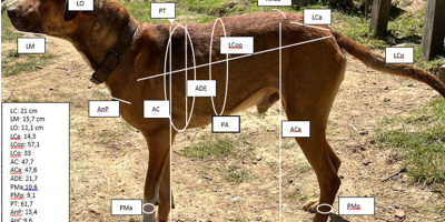 Medidas morfométrica del perro Ganacho.