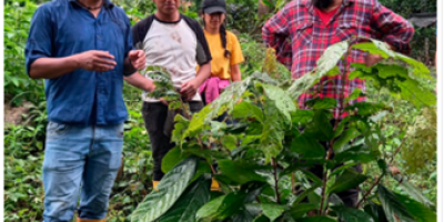 Clones promisorios de cacao para la Amazonia