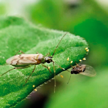 Bio-compuestos como potenciales herramientas para el control de plagas de importancia agrícola y su impacto en los insectos benéficos