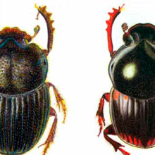 Diversidad y composición de la comunidad microbiana del suelo y de escarabajos estercoleros (Coleoptera: Scarabaeinae) en un gradiente paisajistico en bosques montanos del Sur del Ecuador. 