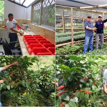 Validación de variedades de café arábigo de alto valor genético en la provincia de Loja