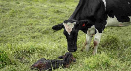 Ganadería de alto rendimiento 