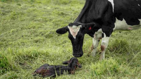 Ganadería de alto rendimiento 